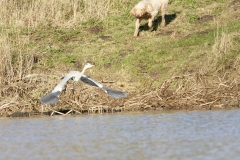 Grey Heron Fleeing (please keep dogs under control)