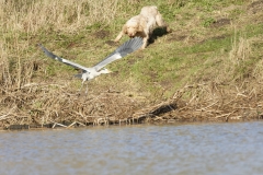 Grey Heron Fleeing (please keep dogs under control)