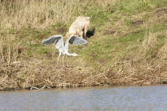 Grey Heron Fleeing (please keep dogs under control)