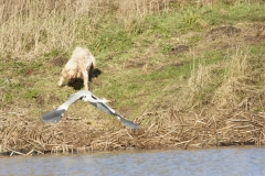 Grey Heron Fleeing (please keep dogs under control)