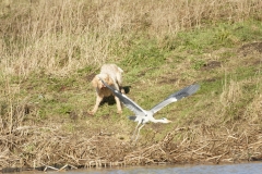 Grey Heron Fleeing (please keep dogs under control)