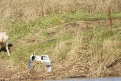 Grey Heron Fleeing (please keep dogs under control)