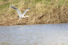 Grey Heron in Flight