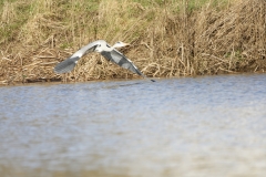 Grey Heron in Flight