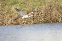 Grey Heron in Flight