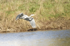 Grey Heron in Flight