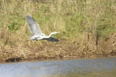 Grey Heron in Flight