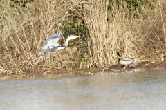 Grey Heron in Flight