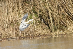 Grey Heron in Flight