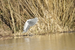 Grey Heron in Flight