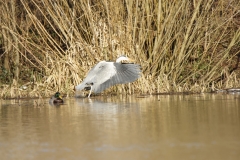 Grey Heron in Flight