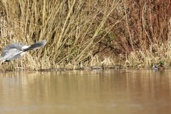 Grey Heron in Flight