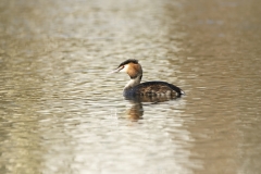 Great Crested Grebe