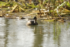 Little Grebe