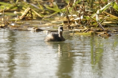 Little Grebe