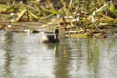 Little Grebe