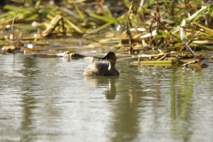 Little Grebe