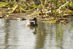 Little Grebe