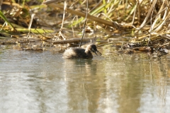 Little Grebe