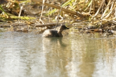 Little Grebe