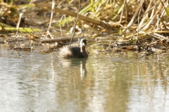 Little Grebe