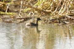 Little Grebe