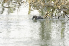 Little Grebe