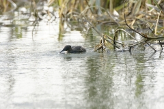 Little Grebe