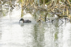 Little Grebe