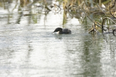 Little Grebe