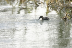 Little Grebe