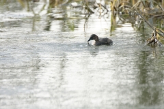 Little Grebe