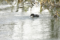 Little Grebe