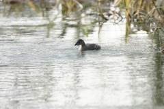 Little Grebe