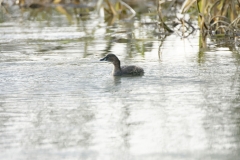 Little Grebe