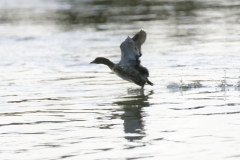 Little Grebe Running