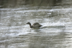 Little Grebe Running