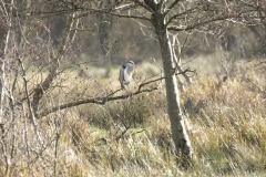 Heron on Branch