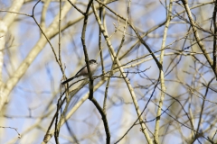 Long-tailed Tit