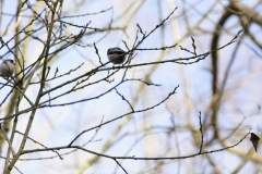 Long-tailed Tits