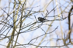 Long-tailed Tit