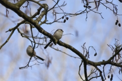 Long-tailed Tits