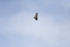 Buzzard in Flight