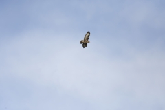 Buzzard in Flight