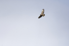 Buzzard in Flight