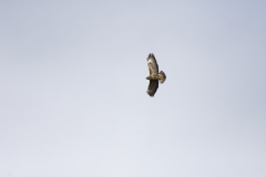 Buzzard in Flight