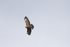 Buzzard in Flight