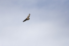 Buzzard in Flight