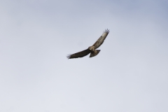 Buzzard in Flight