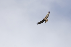 Buzzard in Flight